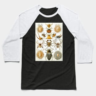 Arachnids by Ernst Haeckel Baseball T-Shirt